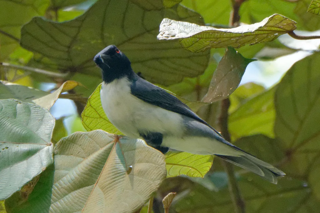 姬鹃鵙（Celebesica abbotti）