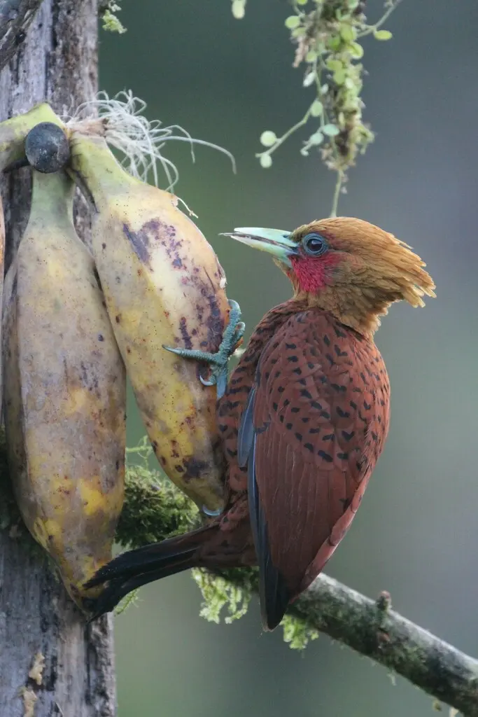 中美栗啄木鸟(Celeus castaneus)