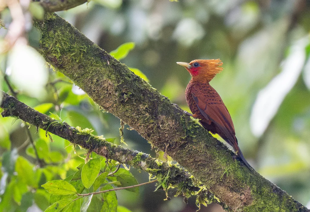 中美栗啄木鸟(Celeus castaneus)