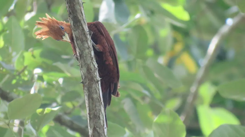 中美栗啄木鸟(Celeus castaneus)