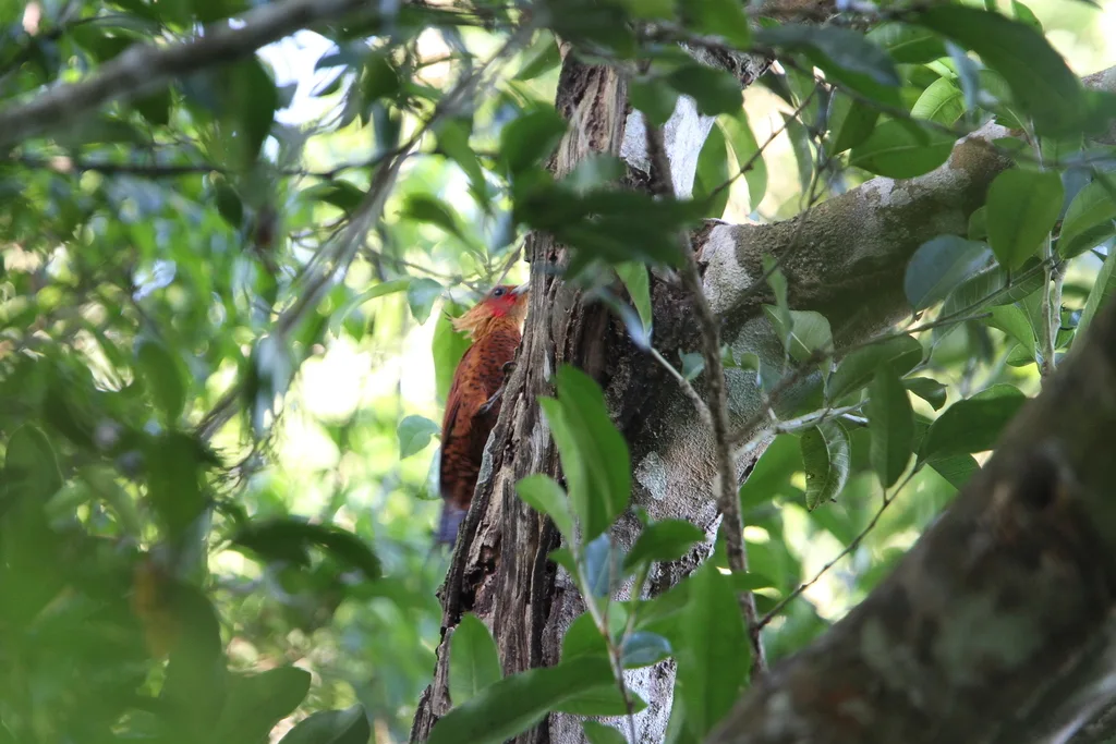 中美栗啄木鸟(Celeus castaneus)
