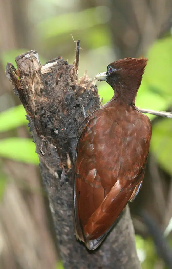 南美栗啄木鸟(Celeus elegans)