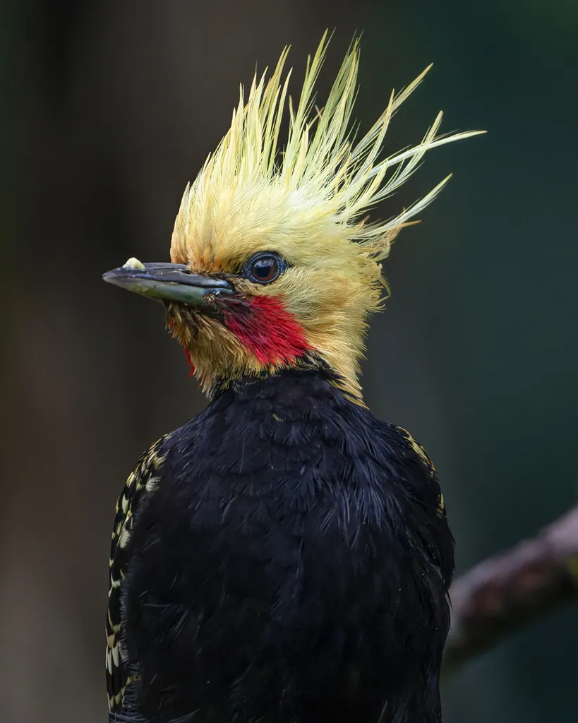 淡黄冠啄木鸟(Celeus flavescens)