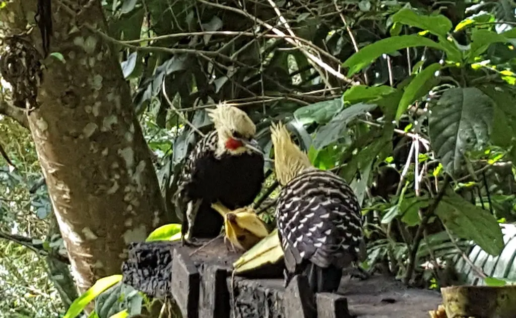 淡黄冠啄木鸟(Celeus flavescens)