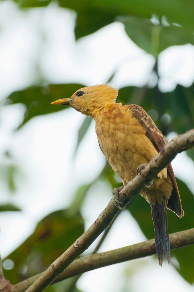 乳白啄木鸟(Celeus flavus)
