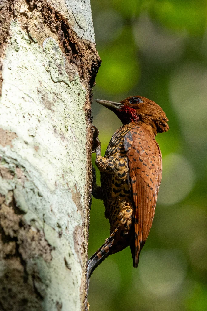 桂红啄木鸟(Celeus loricatus)