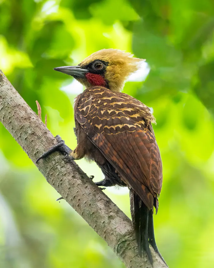 白冠啄木鸟（Celeus lugubris）