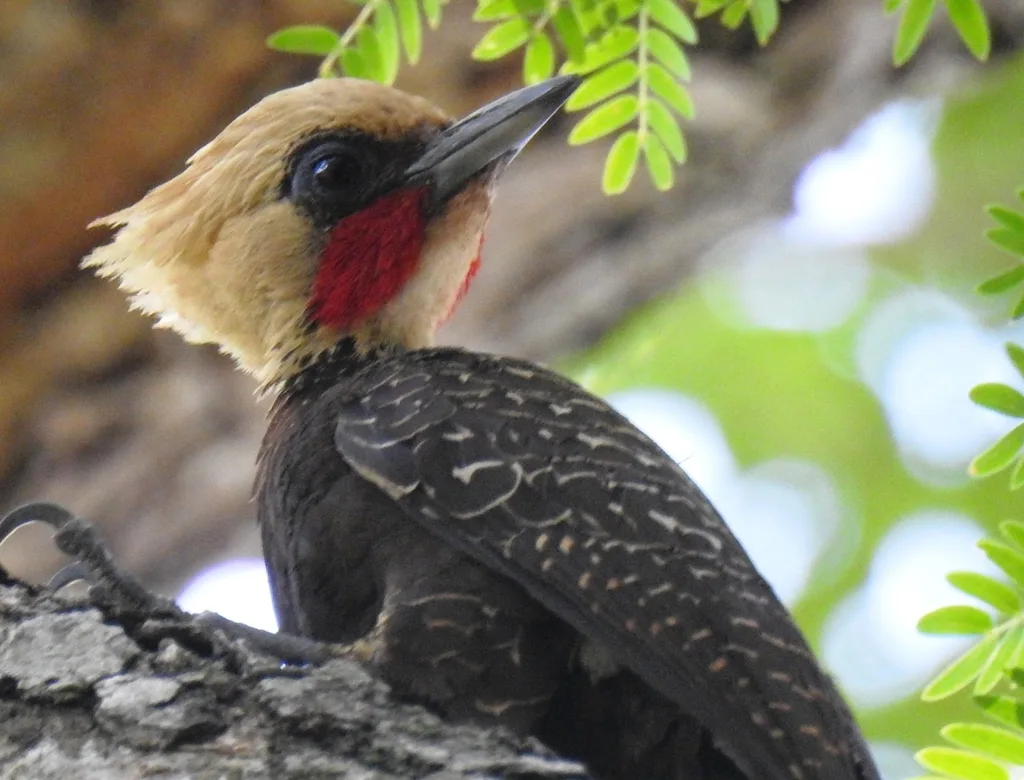 白冠啄木鸟（Celeus lugubris）