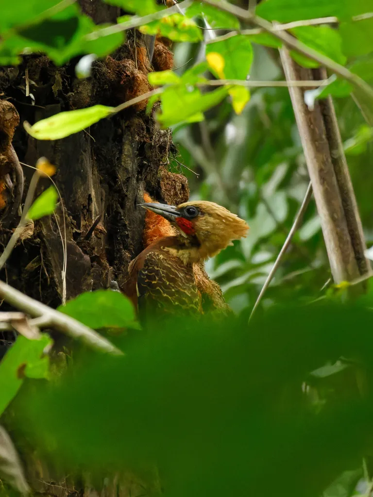 白冠啄木鸟（Celeus lugubris）