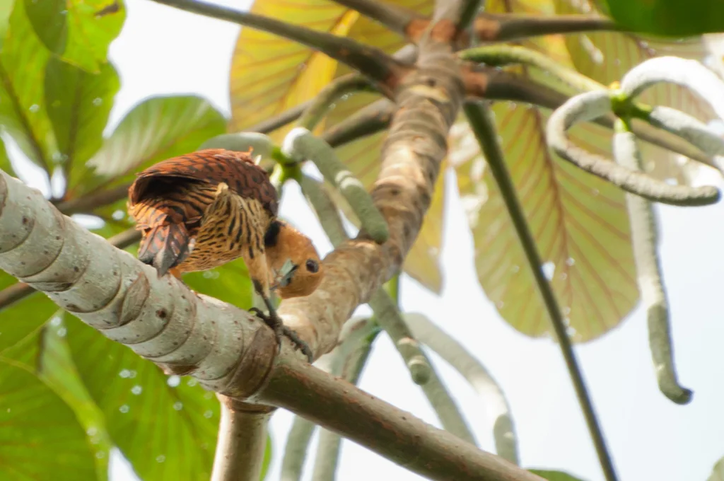 环颈啄木鸟(Celeus torquatus)