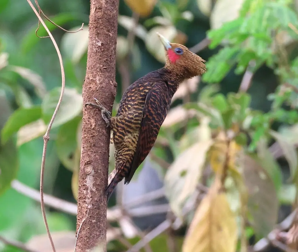 波斑啄木鸟(Celeus undatus)