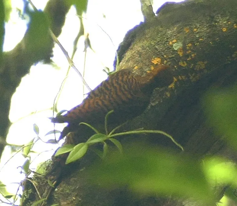 波斑啄木鸟(Celeus undatus)
