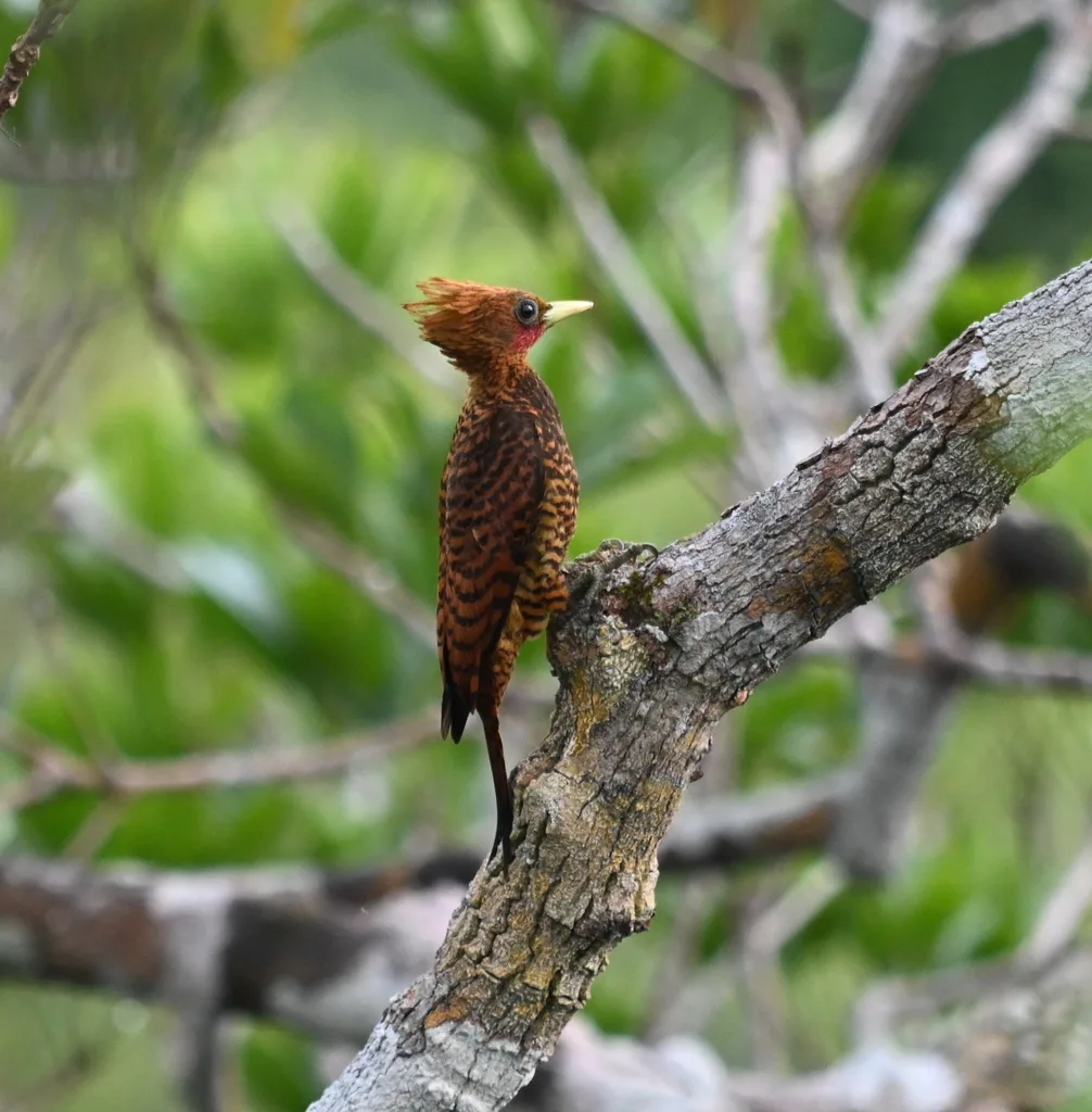 波斑啄木鸟(Celeus undatus)