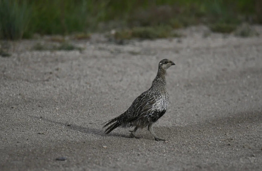 小艾草松鸡(Centrocercus minimus)