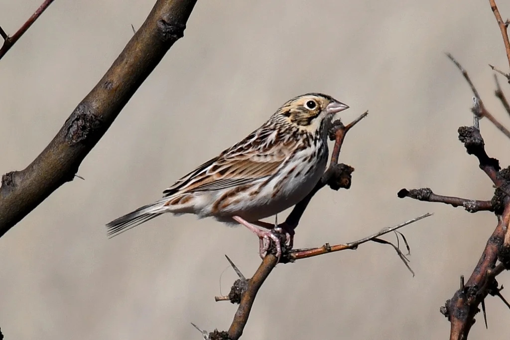 贝氏草鹀(Centronyx bairdii)