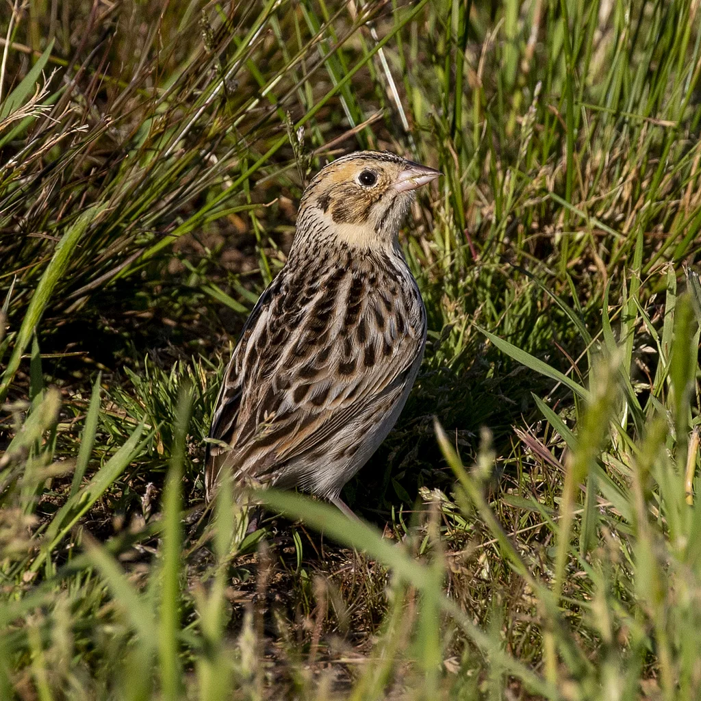 贝氏草鹀(Centronyx bairdii)