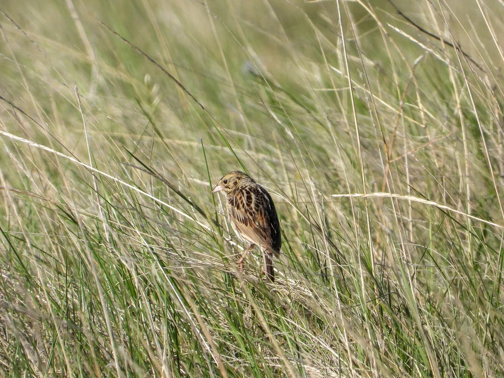 贝氏草鹀(Centronyx bairdii)