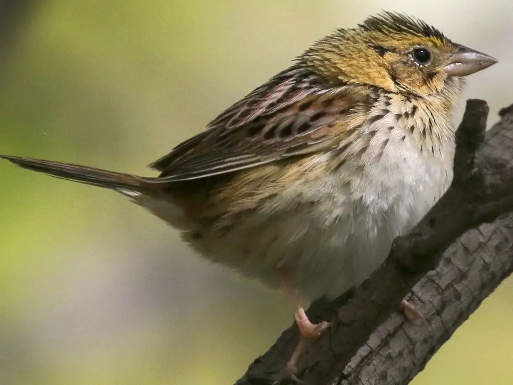 亨氏草鹀(Centronyx henslowii)