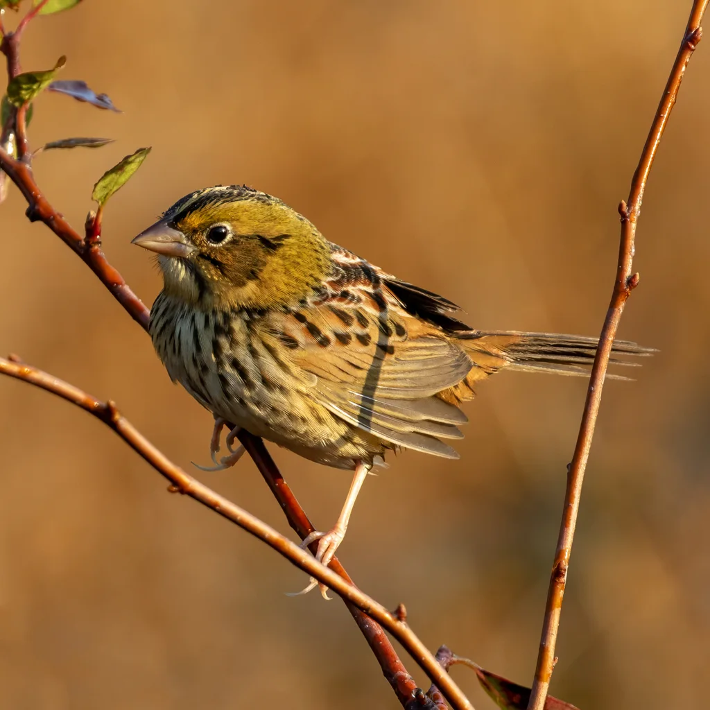 亨氏草鹀(Centronyx henslowii)