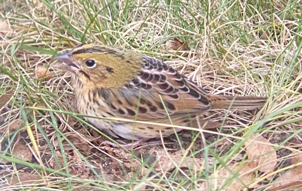 亨氏草鹀(Centronyx henslowii)