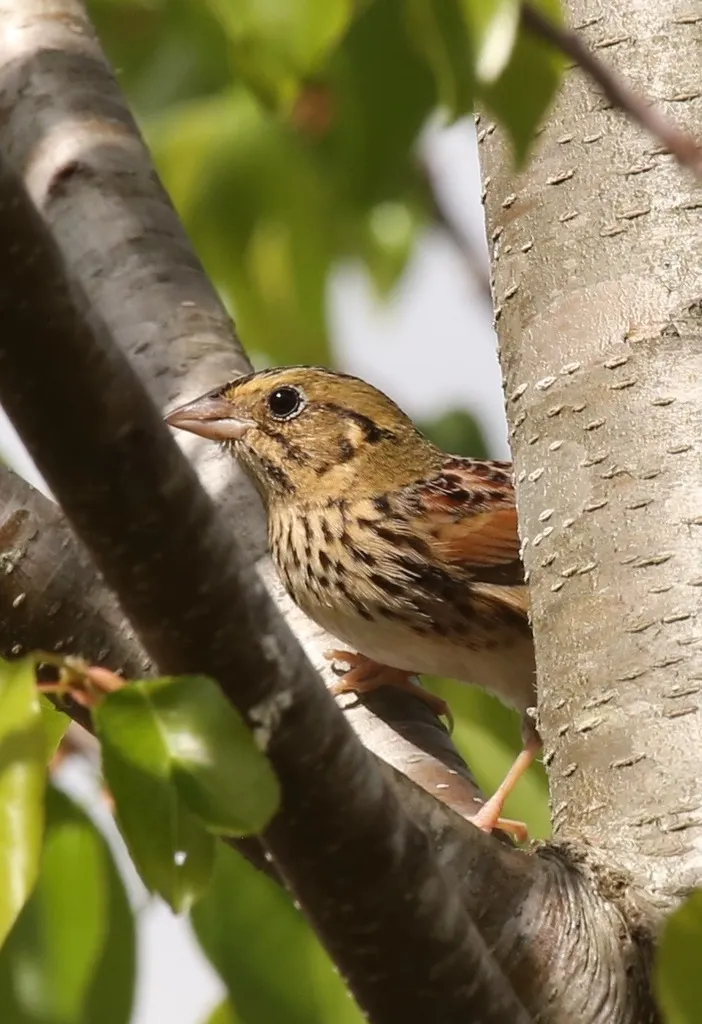 亨氏草鹀(Centronyx henslowii)
