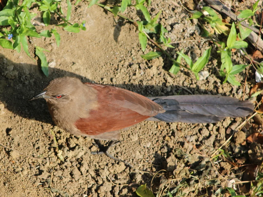 褐鸦鹃(Centropus andamanensis)