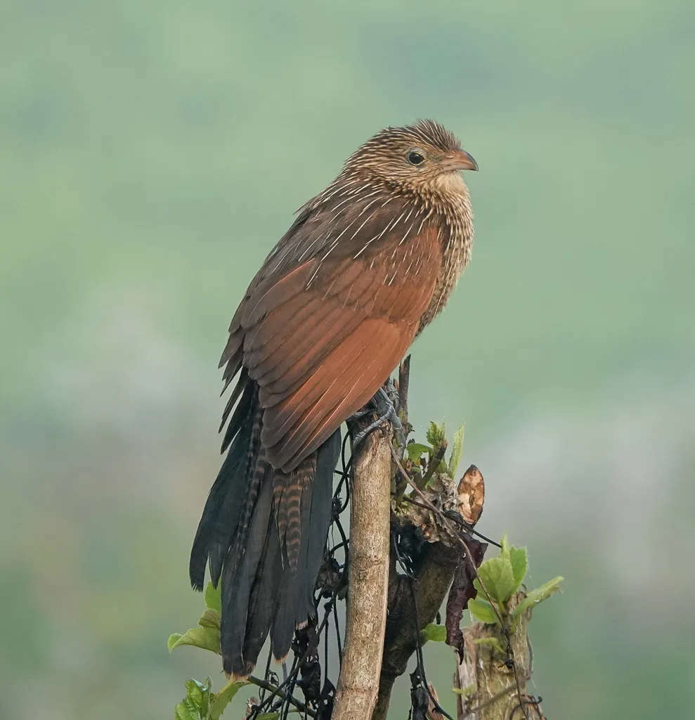 小鸦鹃(Centropus bengalensis)