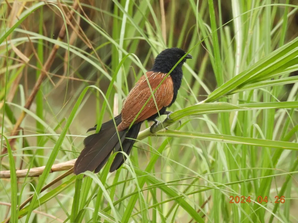 小鸦鹃(Centropus bengalensis)