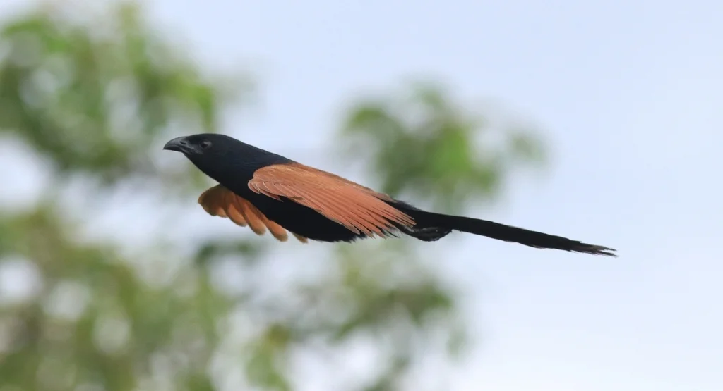 小鸦鹃(Centropus bengalensis)