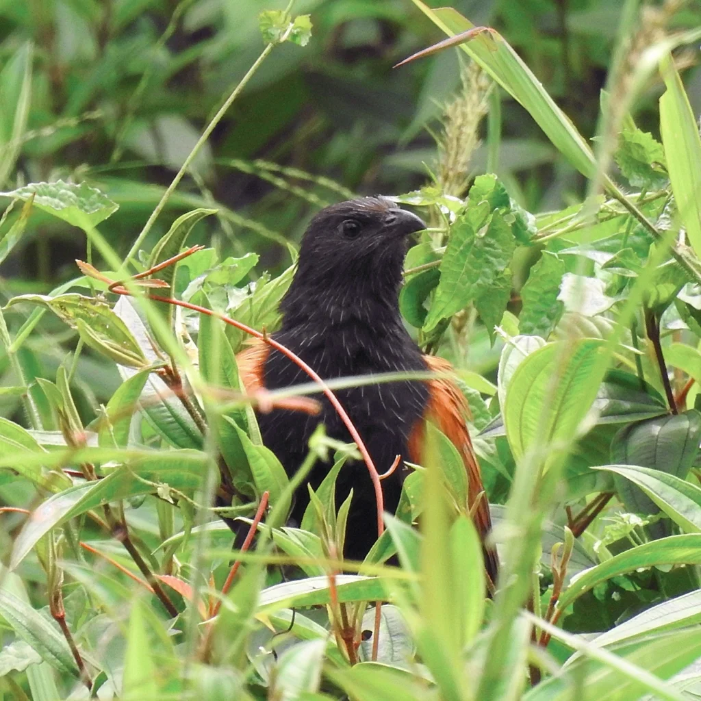 小鸦鹃(Centropus bengalensis)