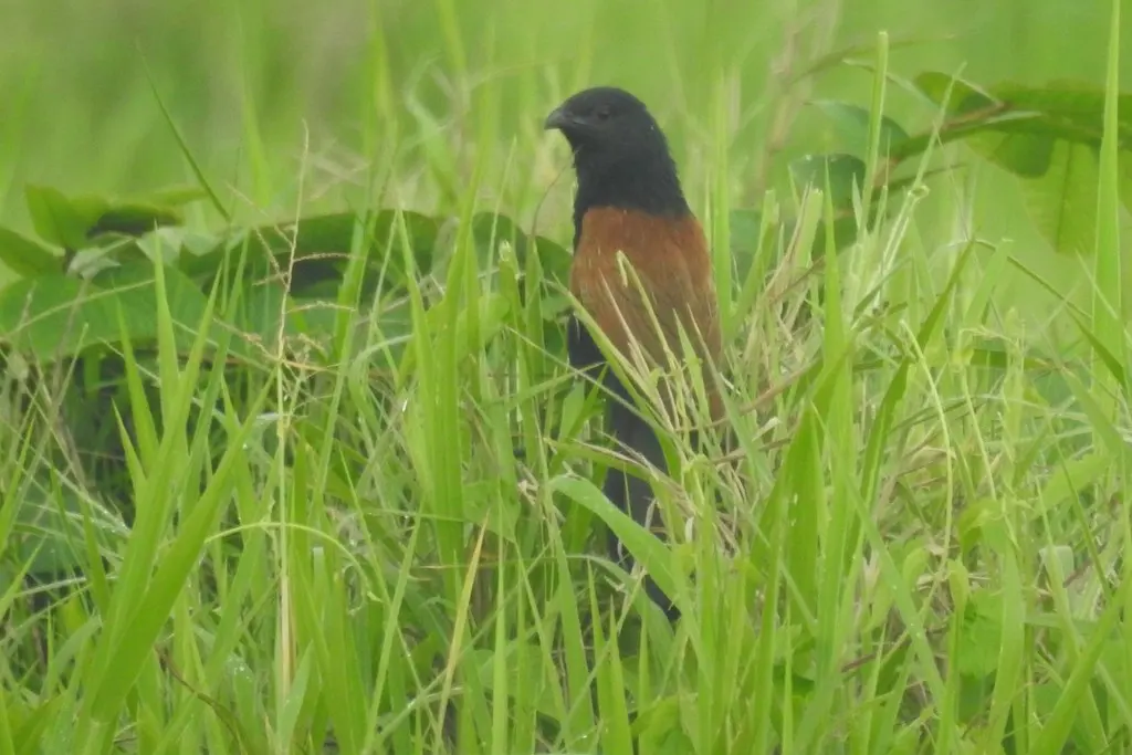 小鸦鹃(Centropus bengalensis)
