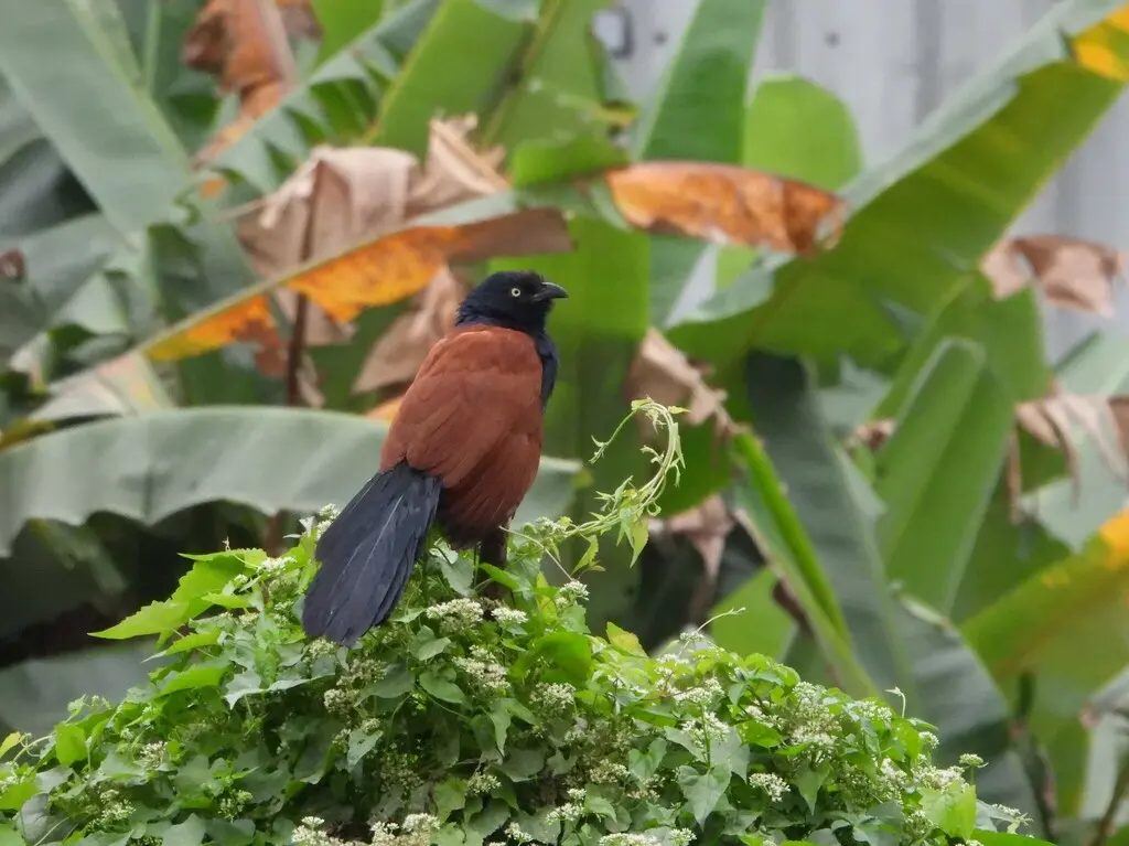 小鸦鹃(Centropus bengalensis)
