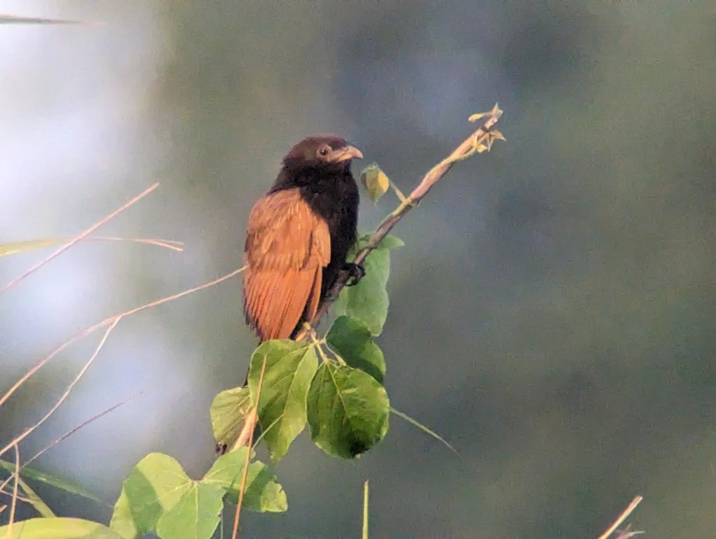 小鸦鹃(Centropus bengalensis)