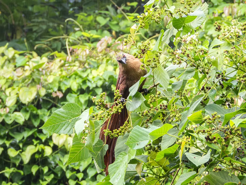 苏拉威西鸦鹃(Centropus celebensis)