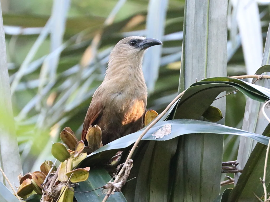 苏拉威西鸦鹃(Centropus celebensis)