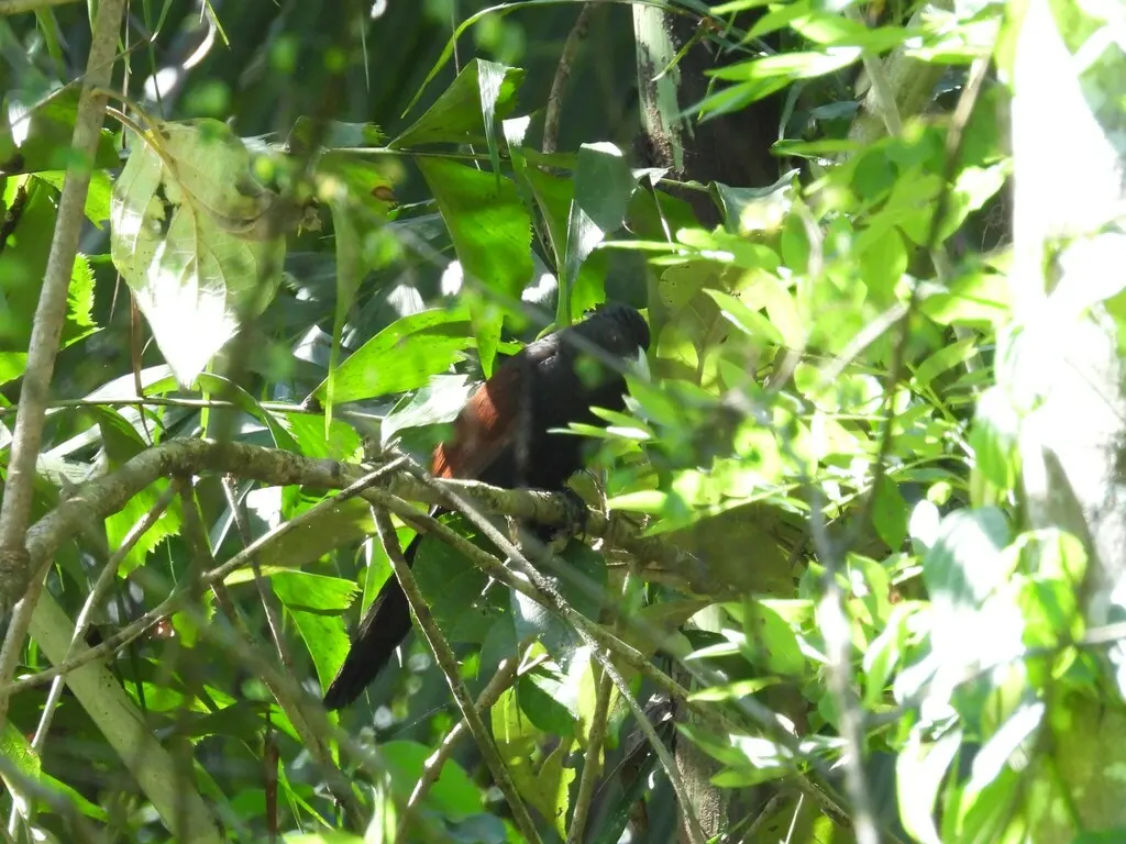 绿嘴鸦鹃(Centropus chlororhynchos)