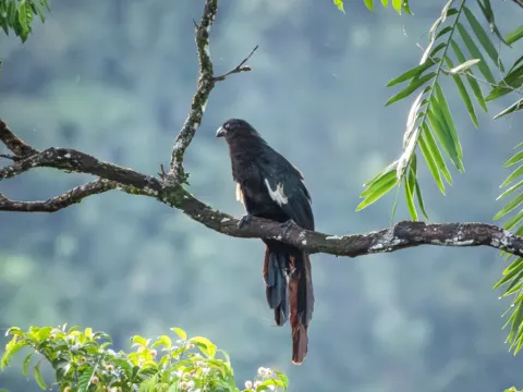 巨鸦鹃