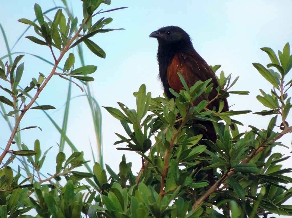 黑胸鸦鹃(Centropus grillii)