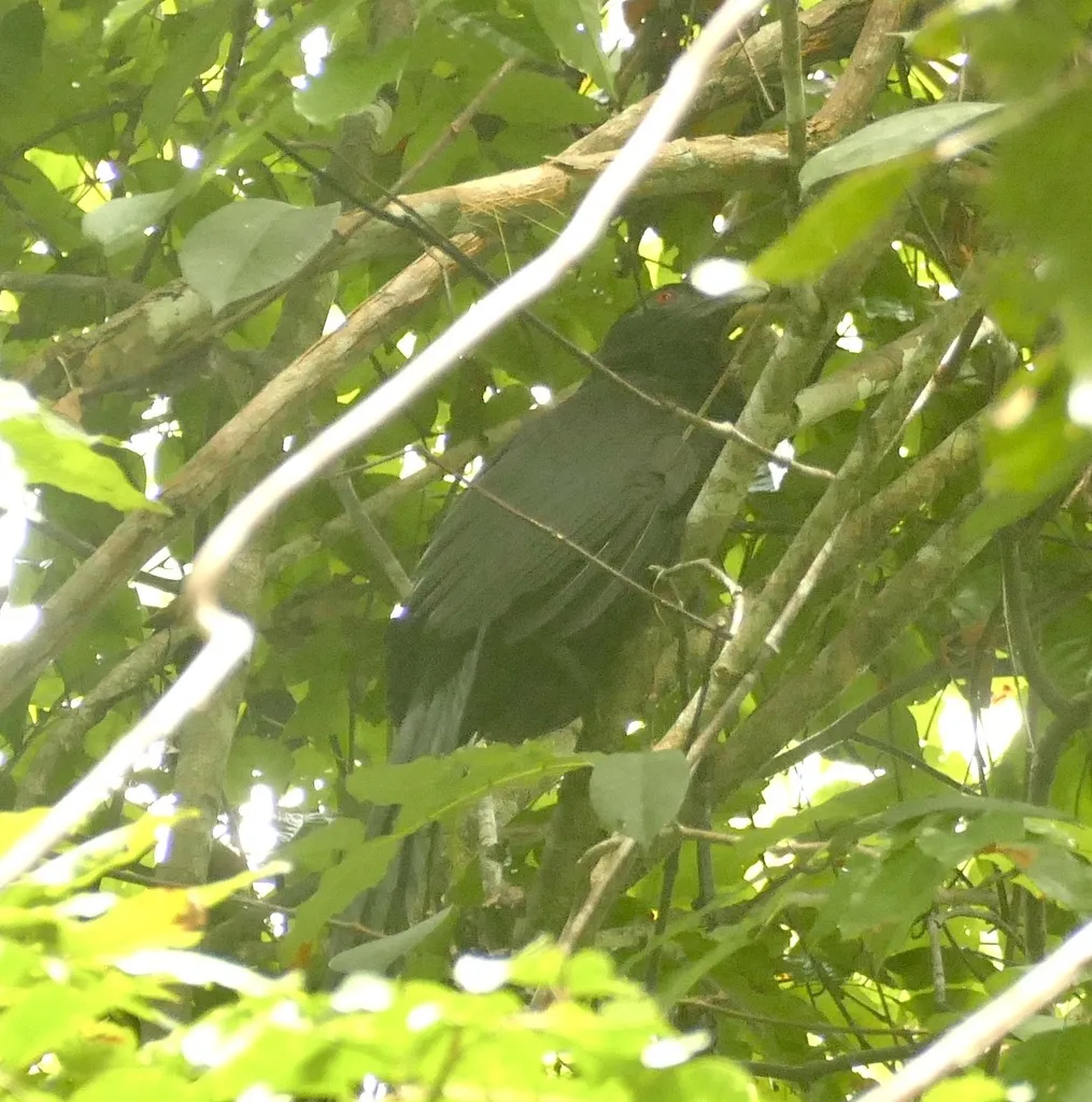 大鸦鹃（Centropus menbeki）