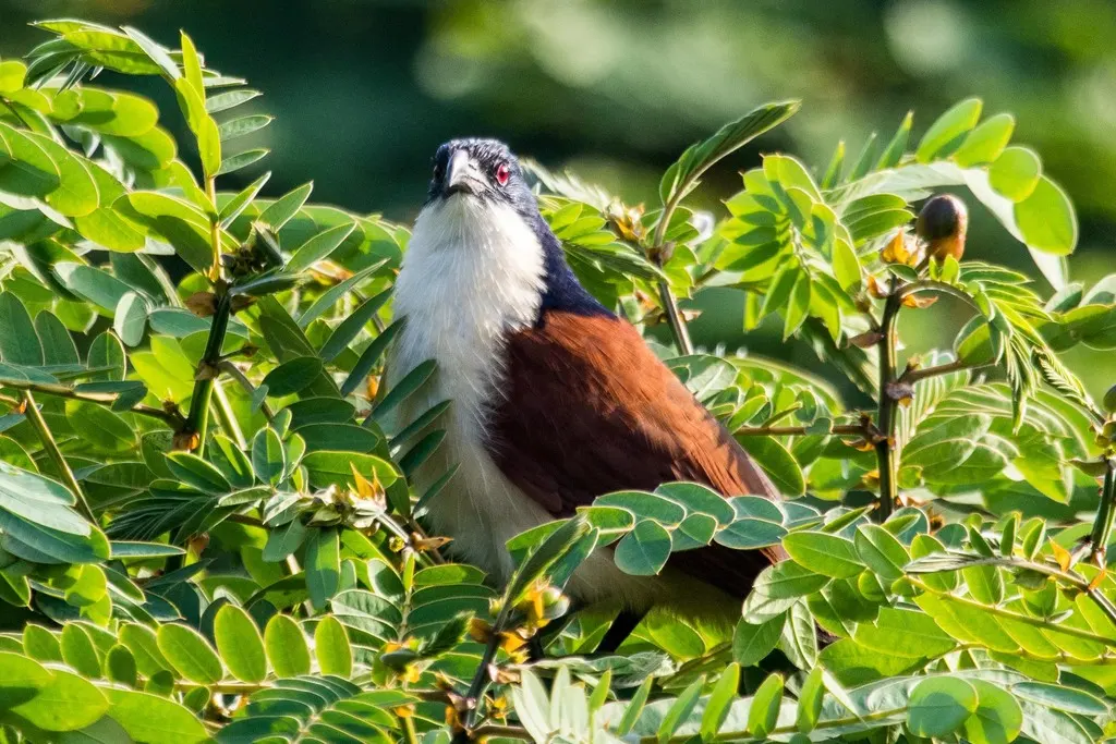 蓝头鸦鹃(Centropus monachus)
