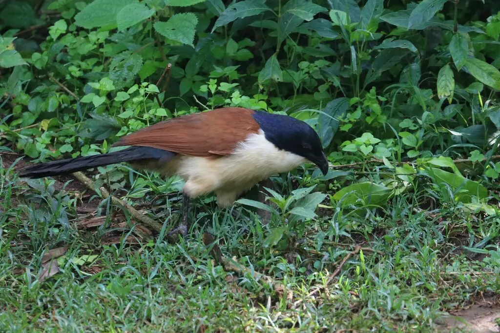 蓝头鸦鹃(Centropus monachus)