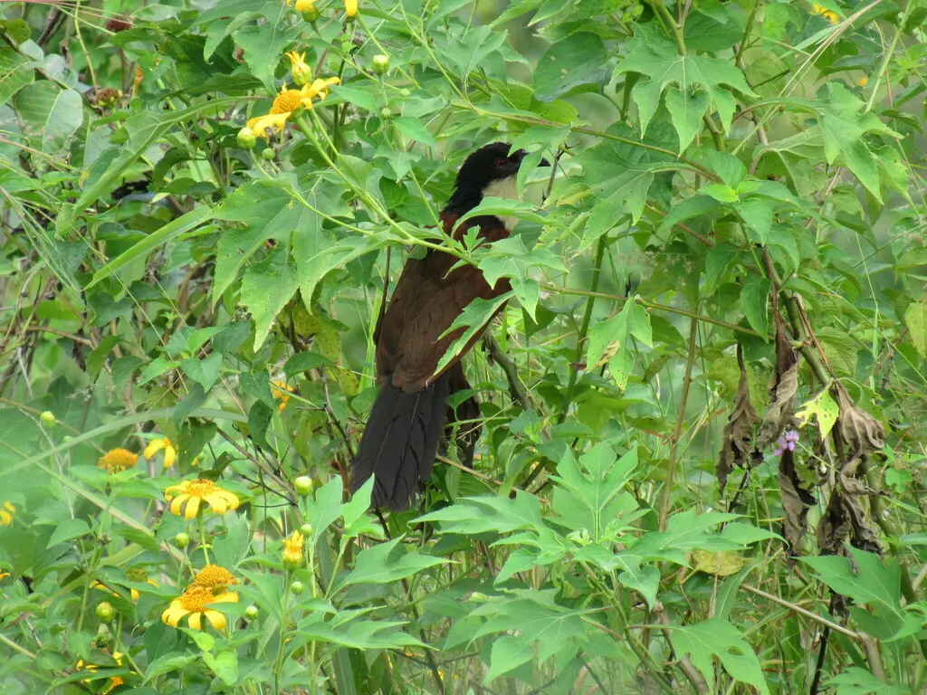 蓝头鸦鹃(Centropus monachus)