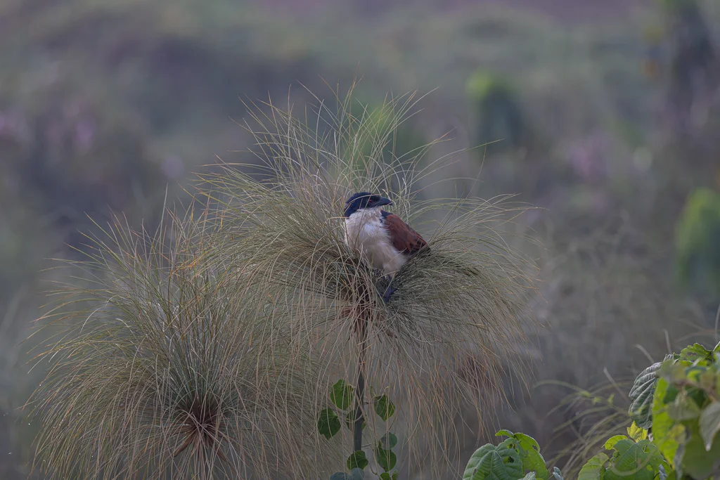 蓝头鸦鹃(Centropus monachus)