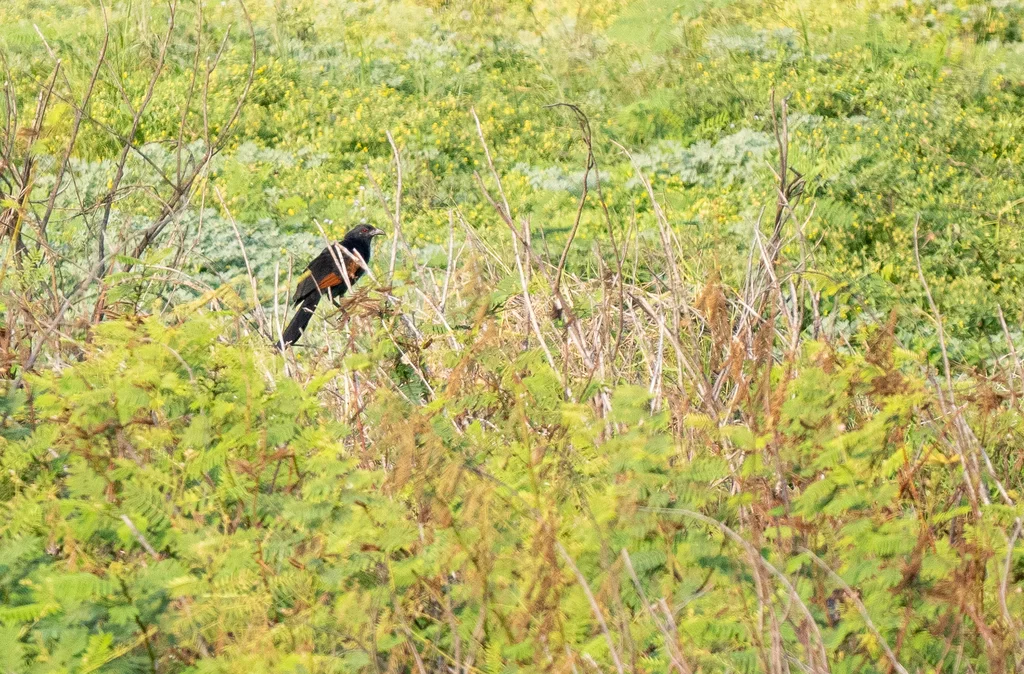 爪哇鸦鹃(Centropus nigrorufus)
