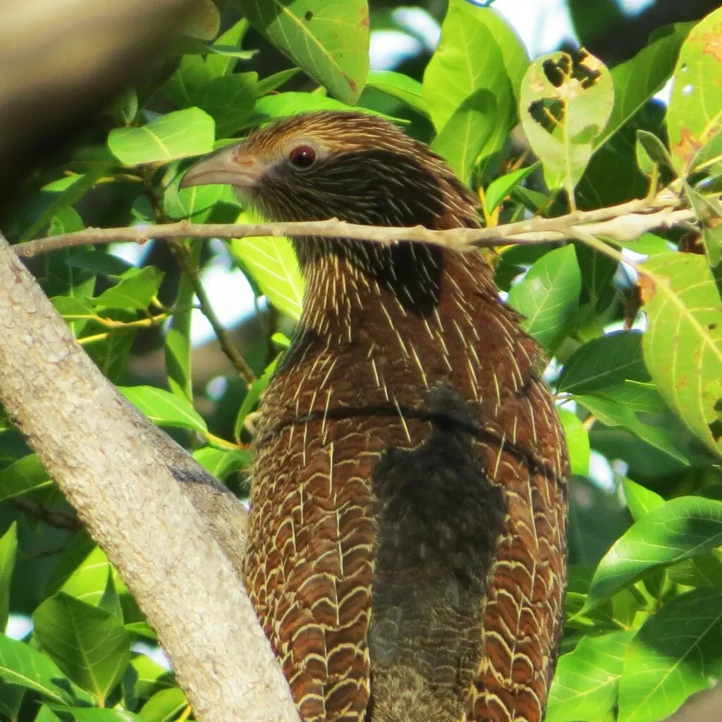 雉鸦鹃(Centropus phasianinus)