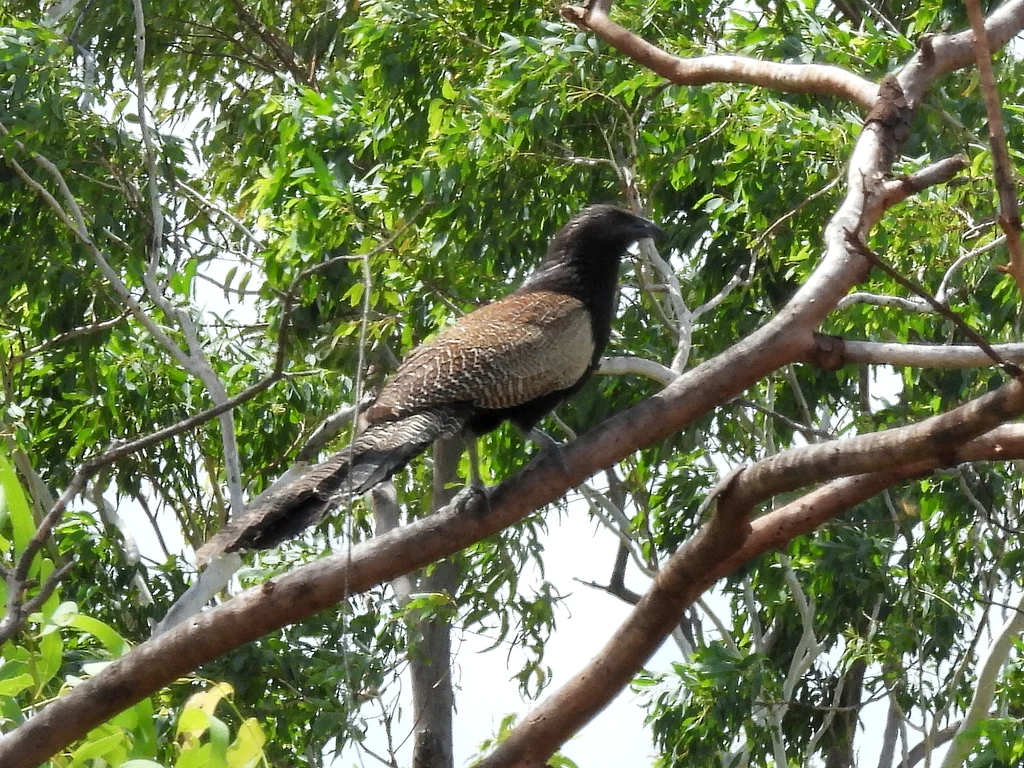 雉鸦鹃(Centropus phasianinus)