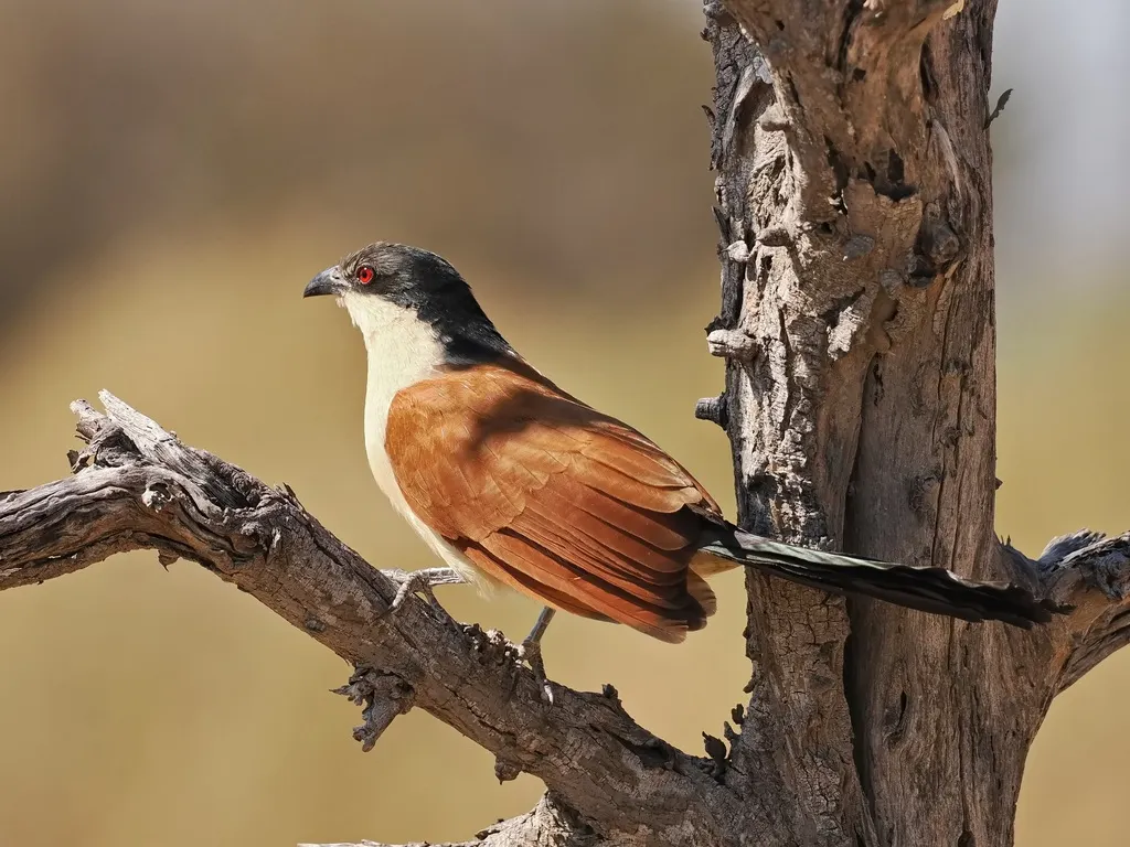 塞内加尔鸦鹃(Centropus senegalensis)