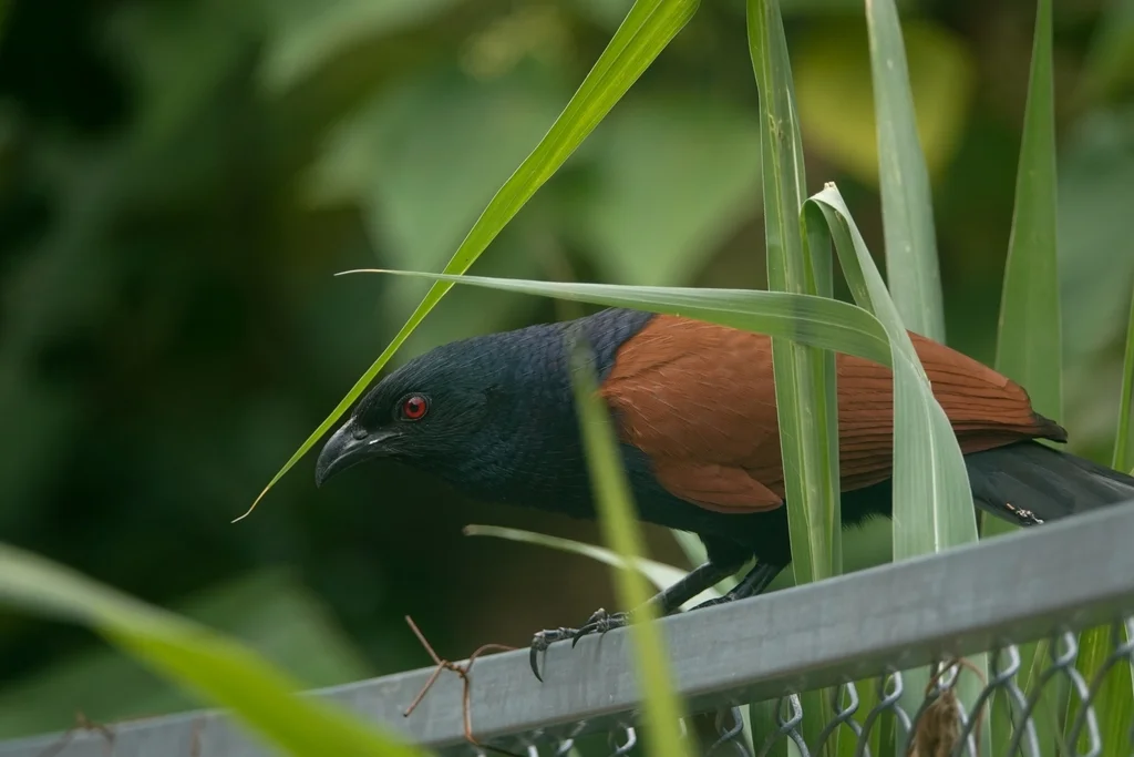 褐翅鸦鹃(Centropus sinensis)