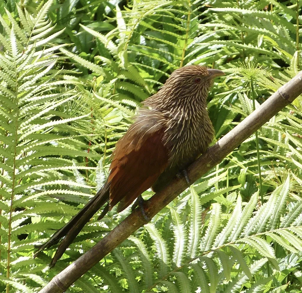 马岛小鸦鹃(Centropus toulou)