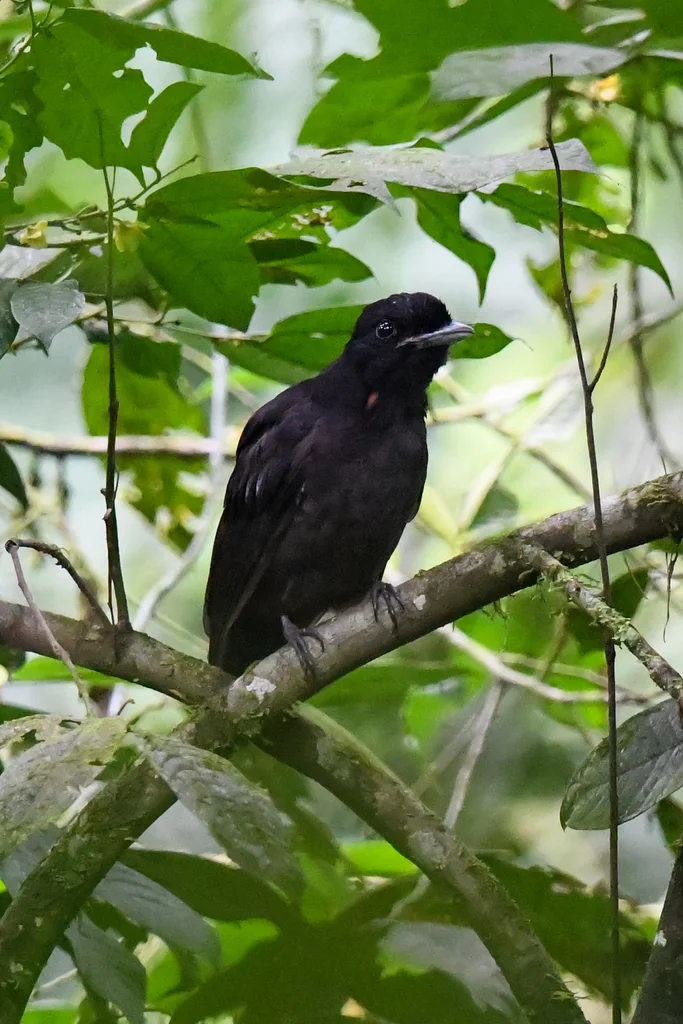 裸颈伞鸟(Cephalopterus glabricollis)